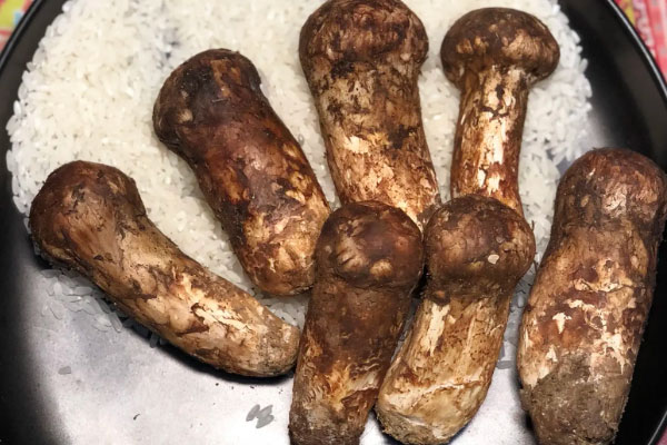 肺不好可以吃松茸嗎，咽喉腫痛可以吃松茸嗎