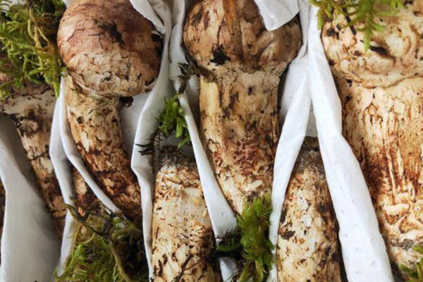 生理期可以吃松茸嗎，雙眼皮手術(shù)后能吃松茸嗎