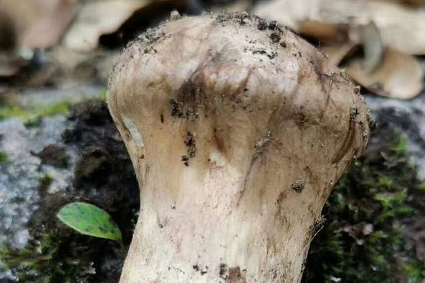 心梗手術(shù)后能吃松茸嗎，松茸老鴨湯適合術(shù)后吃嗎