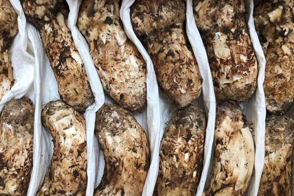 吃松茸會(huì)回奶嗎，尿酸高可以吃松茸嗎