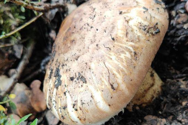 尿酸高能吃松茸嗎 尿酸高能吃松茸嗎