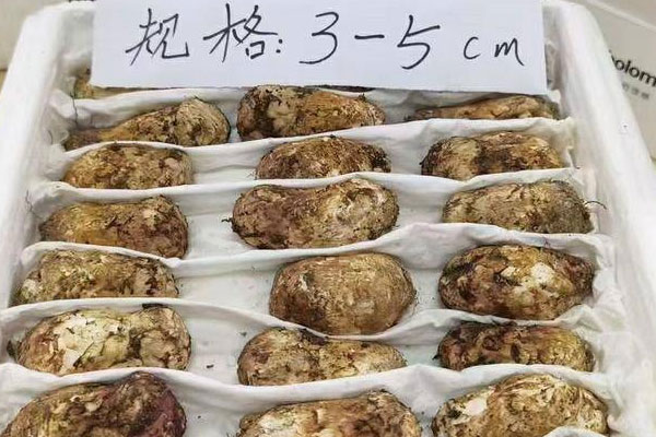 小個的松茸口感好嗎 小個的松茸口感好嗎