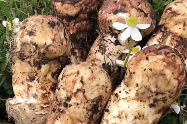 什么是劍川松茸 什么是劍川松茸