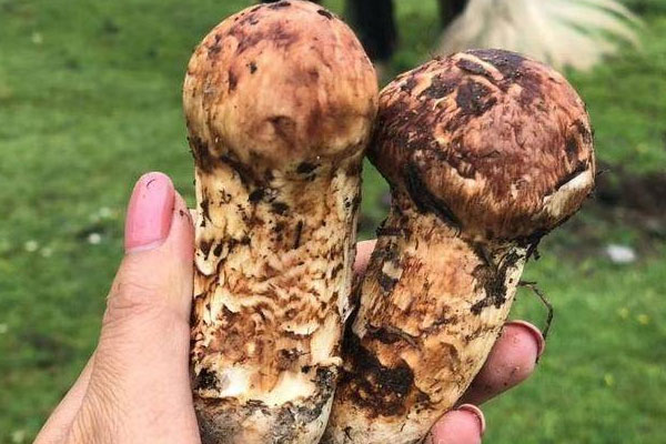 狗狗能吃松茸嗎，肚子疼可以吃松茸嗎