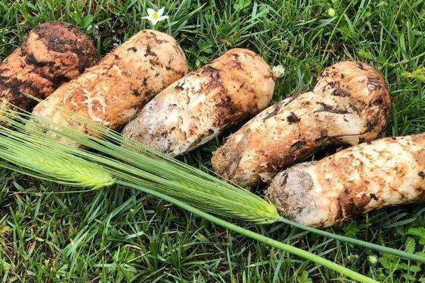 松茸可以調節(jié)血糖嗎 松茸可以調節(jié)血糖嗎