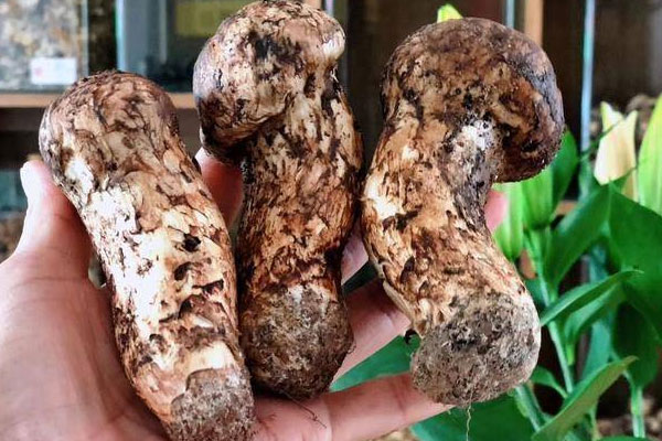 松茸吃了會(huì)脹氣嗎，松茸會(huì)引起急性腸胃炎嗎