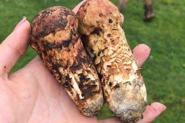 吃松茸會(huì)引起急性腸胃炎嗎 吃松茸會(huì)引起急性腸胃炎嗎