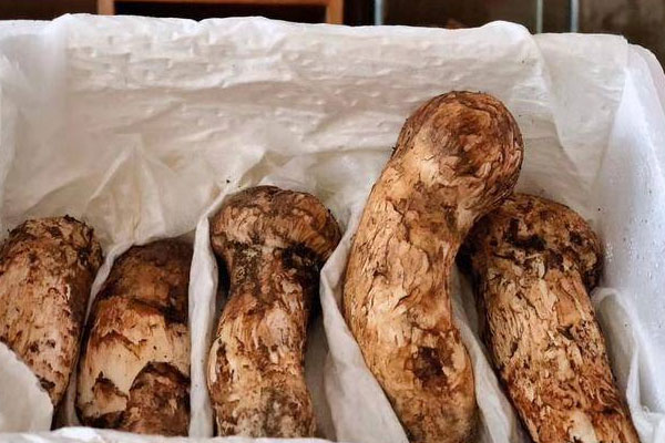 松茸吃多了會(huì)拉肚子嗎，腸胃炎可以吃松茸嗎