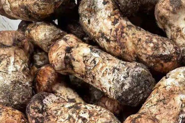 腹瀉能吃松茸嗎，吃松茸會(huì)肚子脹痛嗎