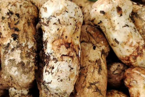 氣虛可以吃松茸嗎，脾胃虛寒可以吃松茸嗎