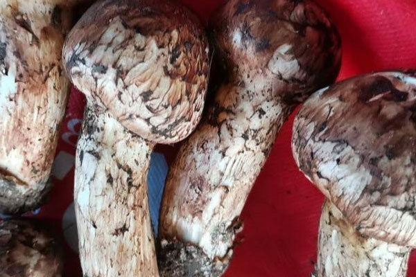 胃寒能吃松茸嗎，類風濕可以吃松茸嗎