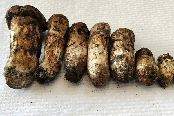 有腳氣能吃松茸嗎，近視可以吃松茸嗎