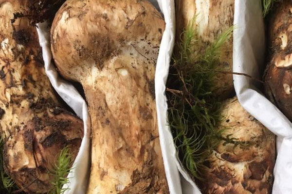 口腔潰瘍可以吃松茸嗎 口腔潰瘍可以吃松茸嗎