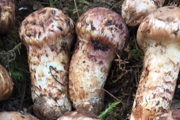 血糖高能吃松茸燉雞嗎