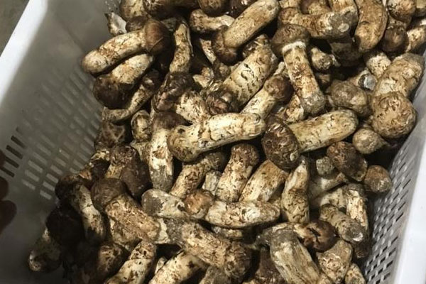 我國的松茸內(nèi)銷多還是出口多