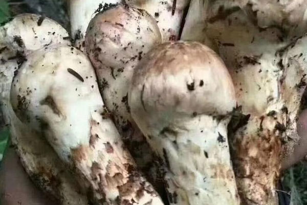 經(jīng)常腸鳴可以吃松茸嗎 經(jīng)常腸鳴可以吃松茸嗎