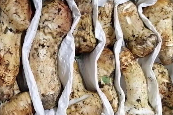 2019年我國(guó)松茸都是出口到哪些國(guó)家 2019年我國(guó)松茸都是出口到哪些國(guó)家