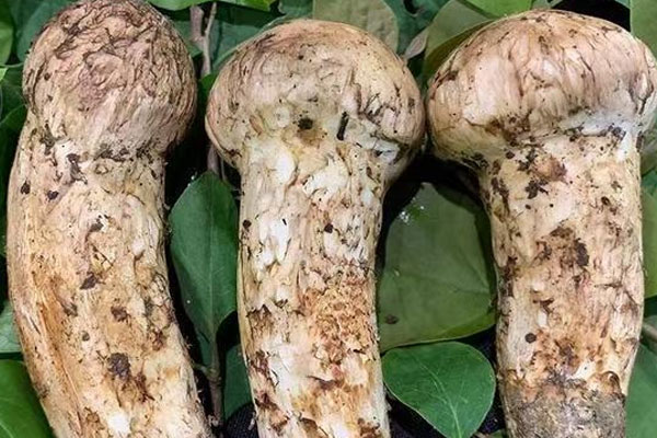 什么人可以吃松茸