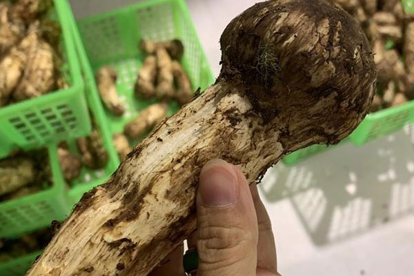 銀屑病能吃松茸嗎