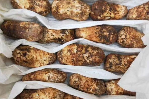 哪個(gè)國(guó)家出產(chǎn)的松茸最多