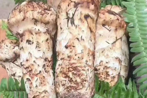 割了雙眼皮能吃松茸嗎 割了雙眼皮能吃松茸嗎