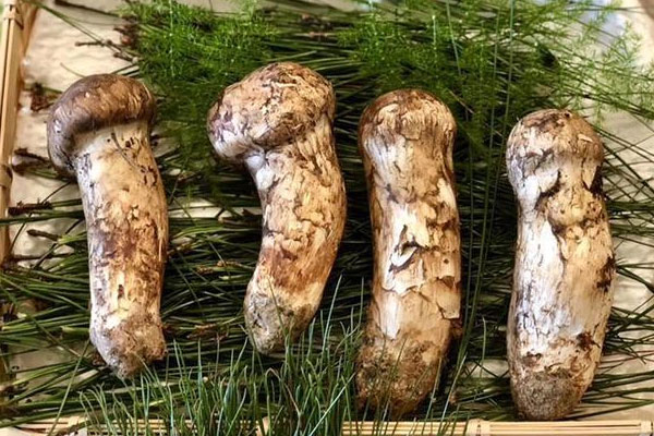 松茸長在什么樹下 松茸長在什么樹下