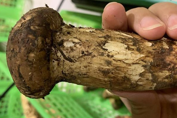 剛懷孕可以吃松茸嗎