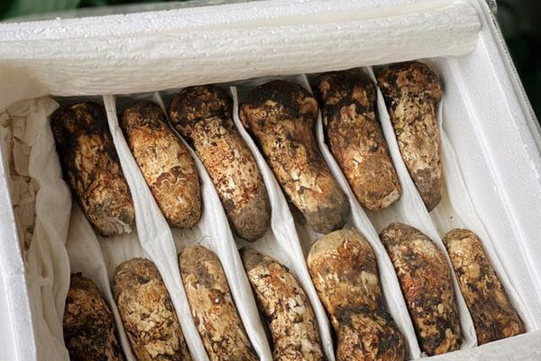 保胎能吃松茸嗎