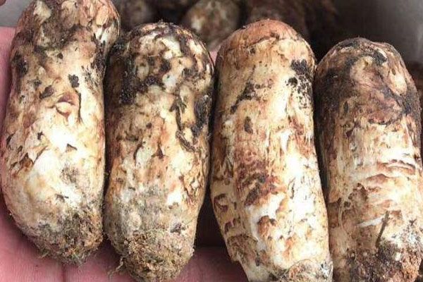 松茸含有污染嗎 松茸含有污染嗎