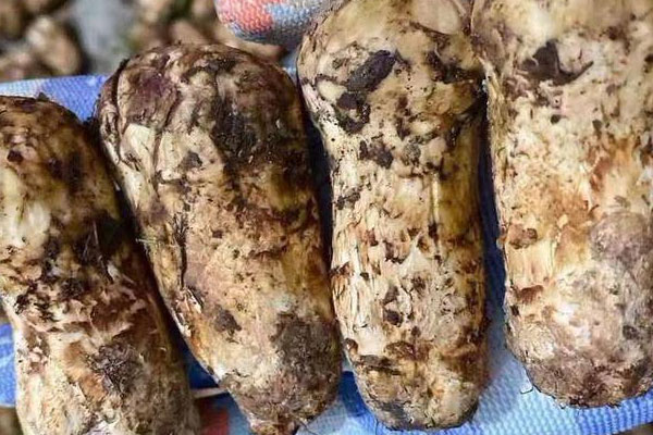 松茸泡發(fā)了24小時(shí)還能吃嗎 松茸泡發(fā)了24小時(shí)還能吃嗎