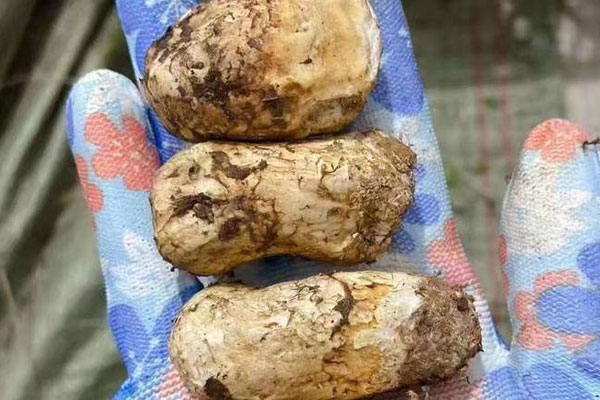 找松茸靠運(yùn)氣嗎 找松茸靠運(yùn)氣嗎