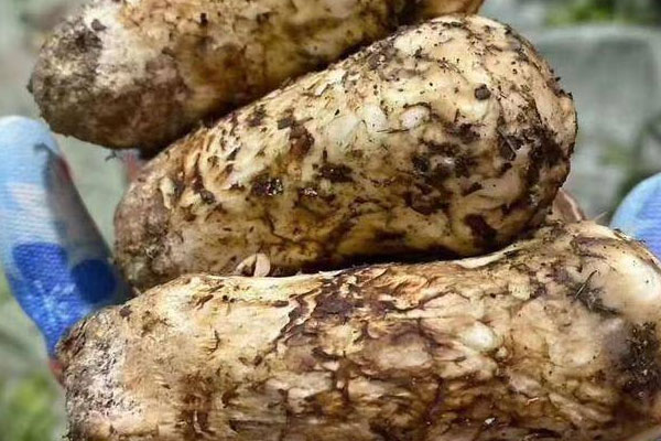 新鮮松茸價(jià)格為什么波動(dòng)大 新鮮松茸價(jià)格為什么波動(dòng)大