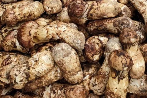 松茸可以調(diào)節(jié)血脂嗎 松茸可以調(diào)節(jié)血脂嗎