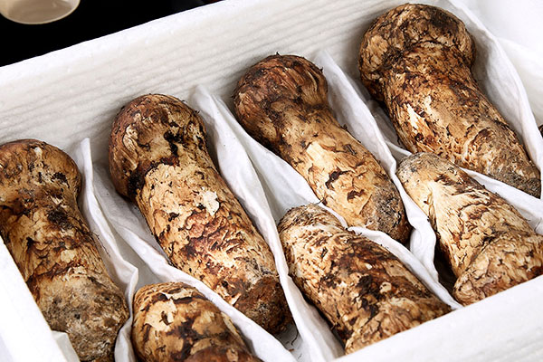 寄生松樹的松茸會(huì)傷害松樹嗎 寄生松樹的松茸會(huì)傷害松樹嗎