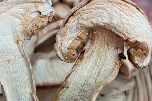 干松茸怎么存放更好，泡了8小時(shí)的干松茸可以吃嗎