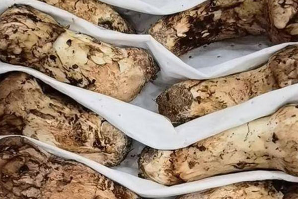 新鮮松茸怎么存放不變質 新鮮松茸怎么存放不變質