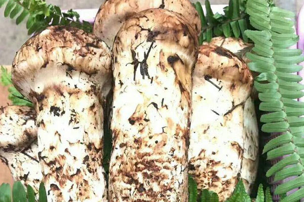 松茸是海拔越高越好嗎，松茸是越大越好嗎