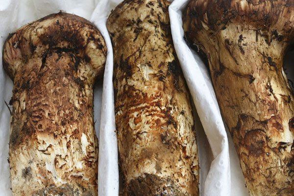 松茸頭和根哪個(gè)營養(yǎng)，大皰性類天皰瘡可以吃松茸嗎