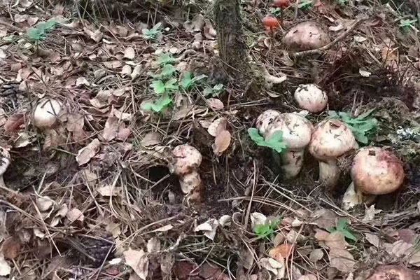 大皰性類天皰瘡能吃松茸嗎 大皰性類天皰瘡能吃松茸嗎