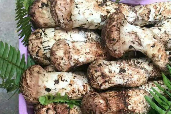 松茸喜歡生長在哪個(gè)方向 松茸喜歡生長在哪個(gè)方向