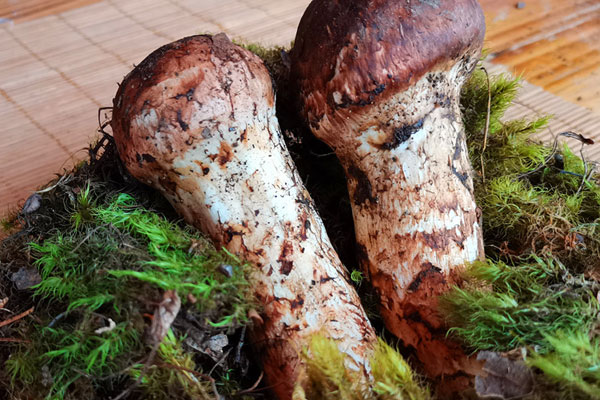 松茸可以提高免疫力嗎，松茸去濕氣嗎