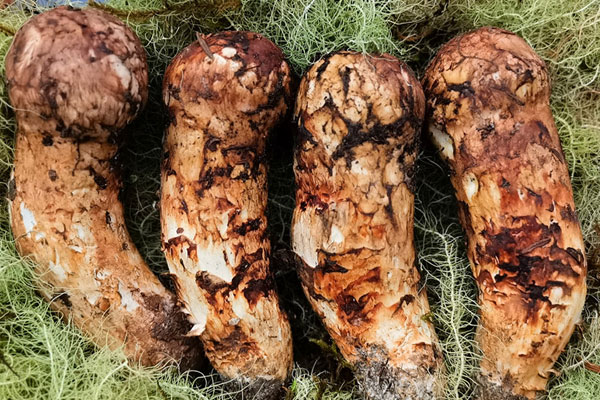 松茸可以去濕氣嗎 松茸可以去濕氣嗎