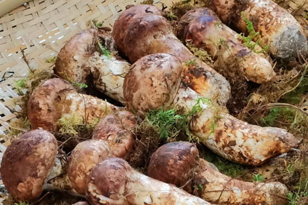 松茸只有松茸一種嗎 松茸只有松茸一種嗎