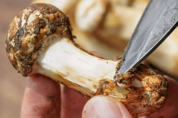 松茸排骨胡蘿卜燜飯?jiān)趺醋龊贸? src=