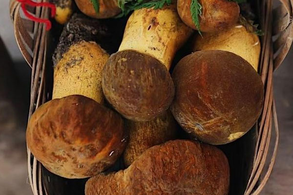 黃牛肝菌是涼性還是熱性 黃牛肝菌是涼性還是熱性