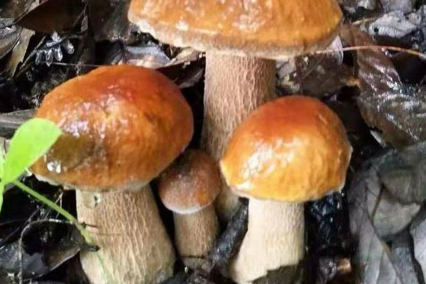 牛肝菌可以和竹筍一起吃嗎 牛肝菌可以和竹筍一起吃嗎