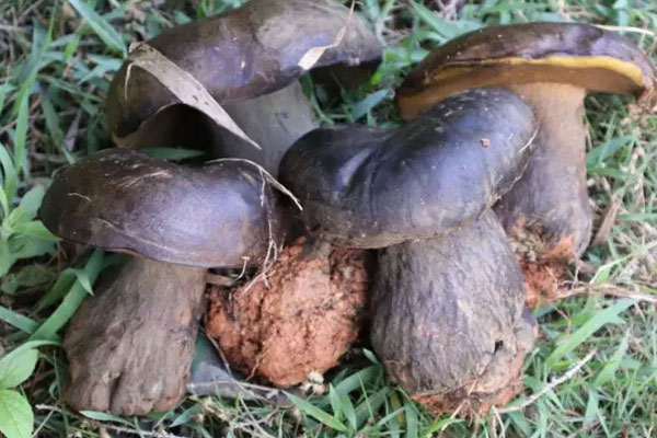 牛肝菌對癌癥的抑制率 牛肝菌對癌癥的抑制率