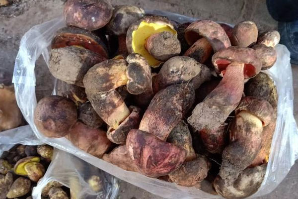 常見牛肝菌的種類 常見牛肝菌的種類