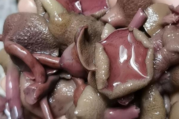 紅乳牛肝菌有沒有白色的 紅乳牛肝菌有沒有白色的