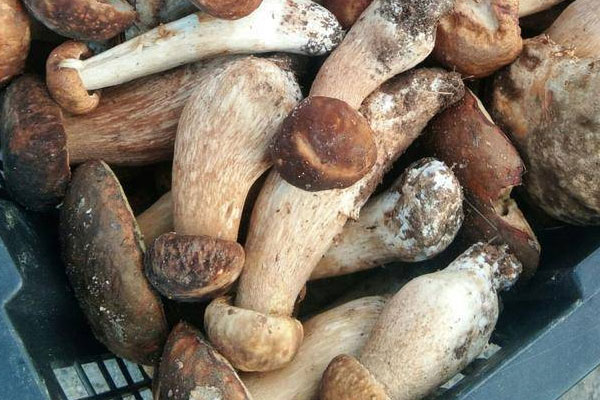 牛肝菌可以和香菜一起吃嗎 牛肝菌可以和香菜一起吃嗎